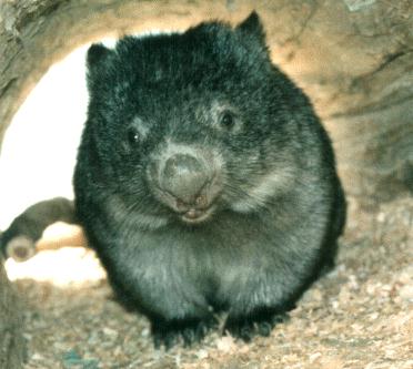 wombat - Technically sexy.